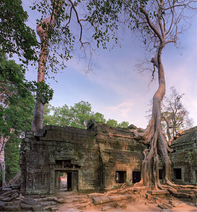 Ta Prohm Temple, Cambodia