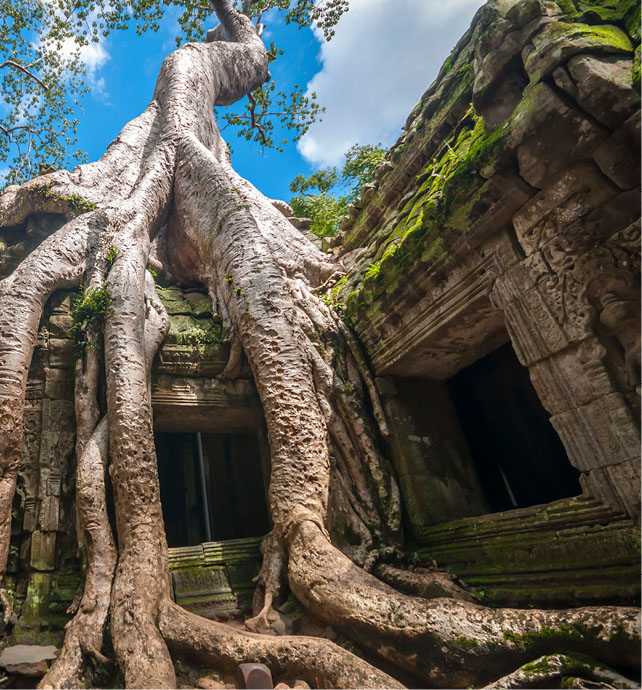 Ta Prohm Temple, Cambodia