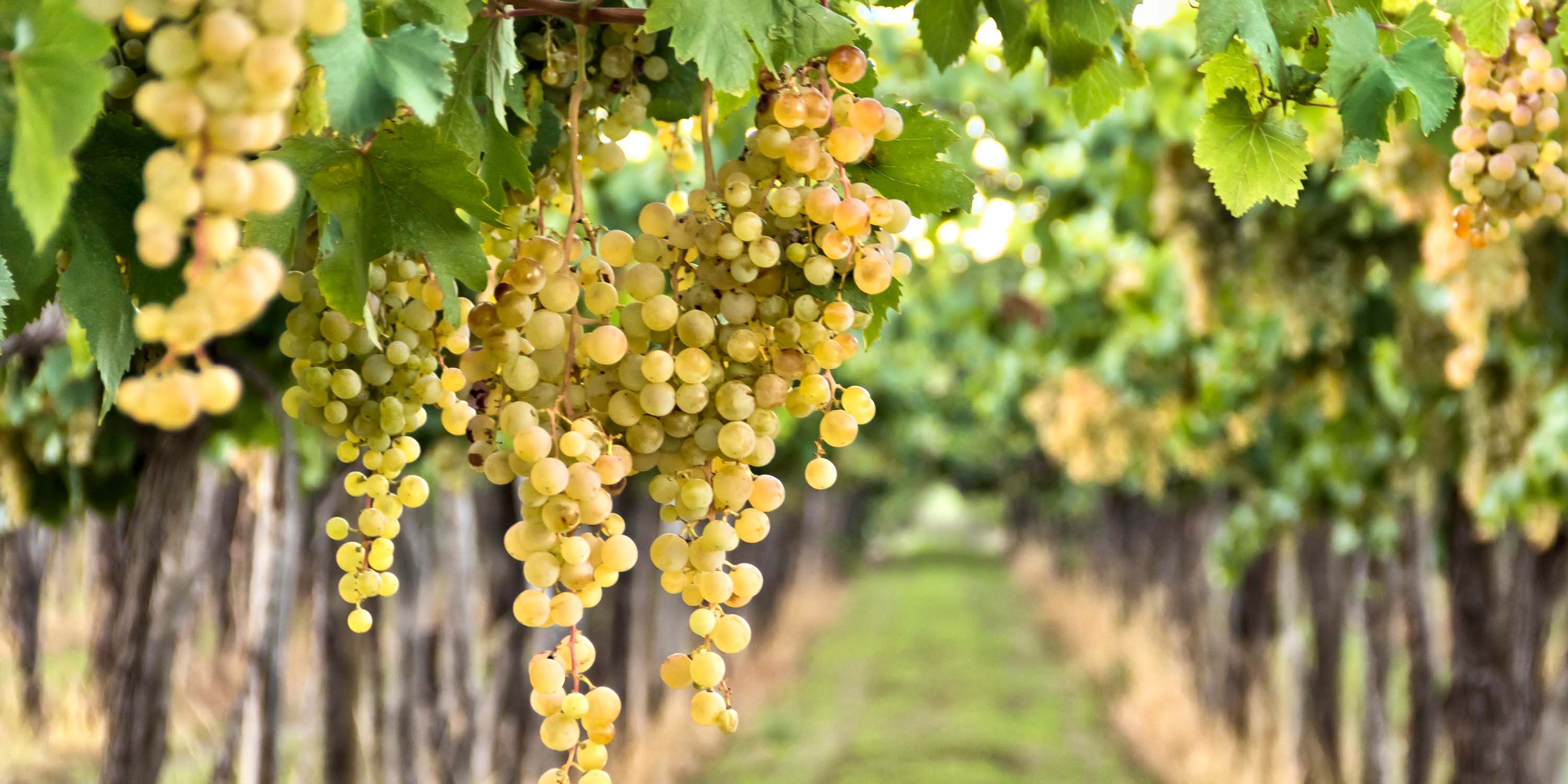 Vineyard of green grapes draping down