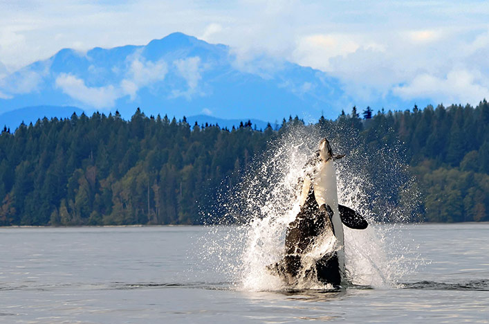 Orca whale jumping out of sea