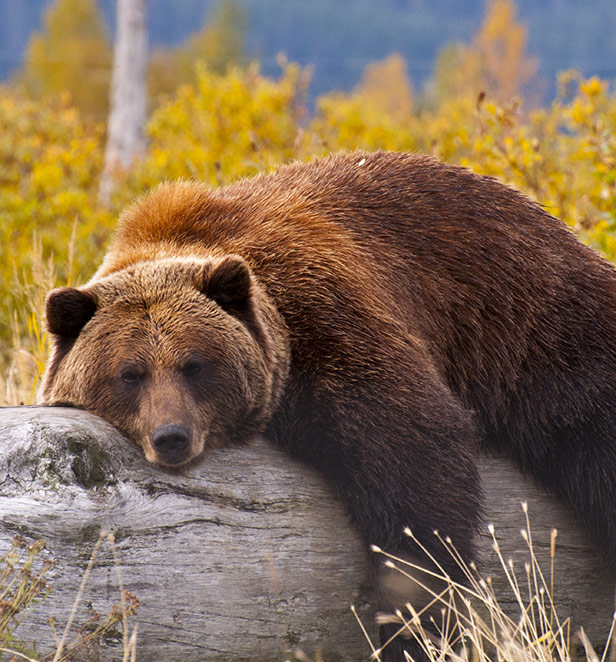 Bear lazing on a log
