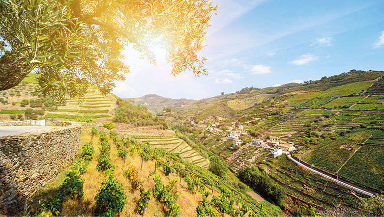 Beautiful vineyards in the Douro Valley, Portugal