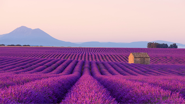 Lavender fields in the South of France 